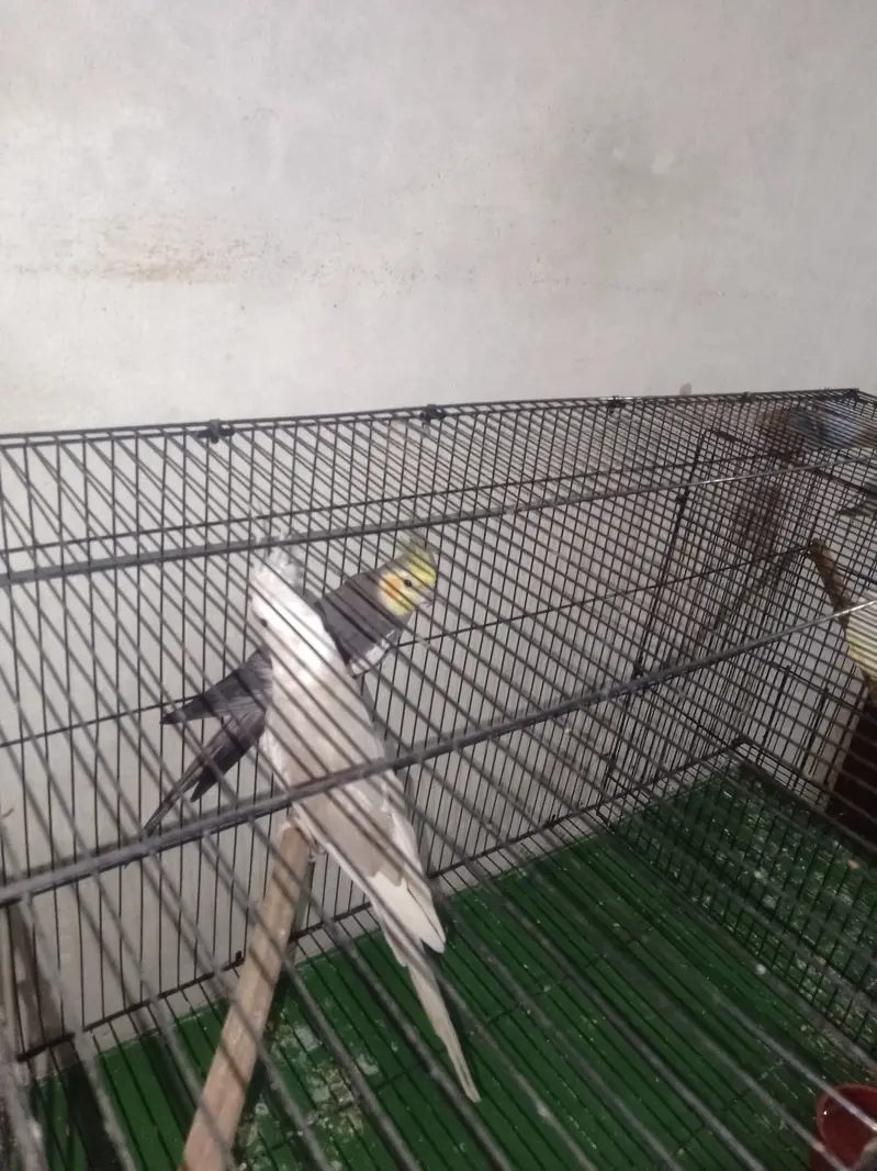 Cockatiel breeder pair king size — photo 3