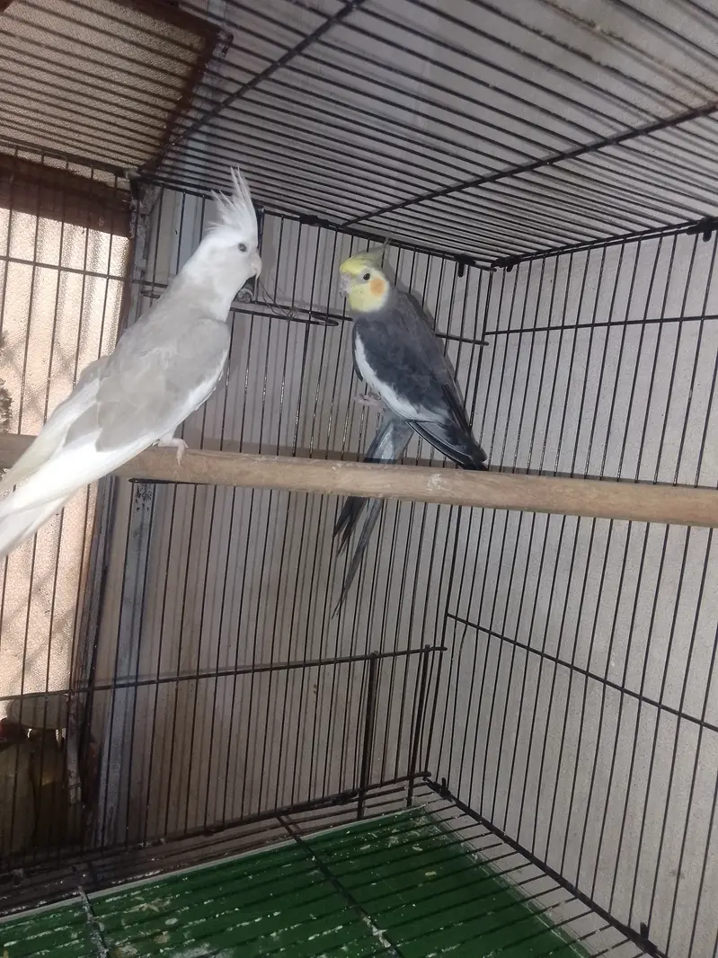 Cockatiel breeder pair king size — photo 4