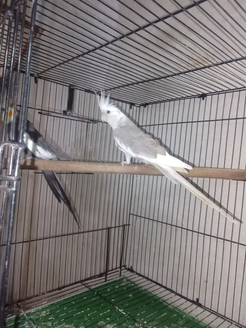 Cockatiel breeder pair king size — photo 5