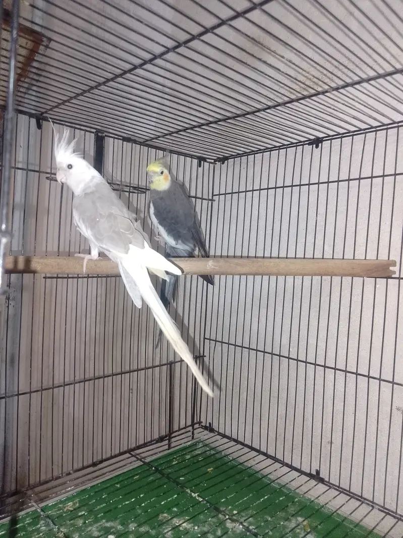 Cockatiel breeder pair king size — photo 6