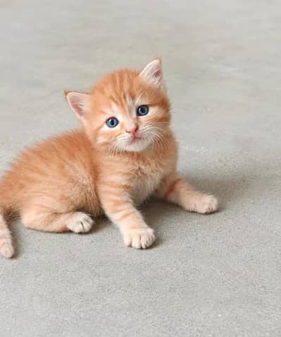 Persain kitten male double coat