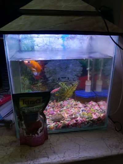 Fish equarium