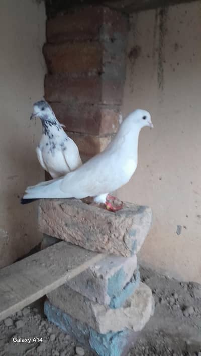 breeder pair