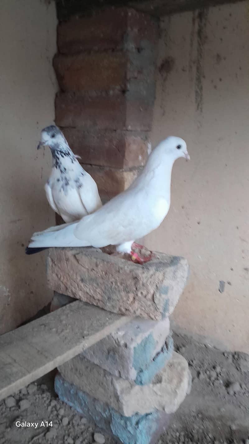 breeder pair 0