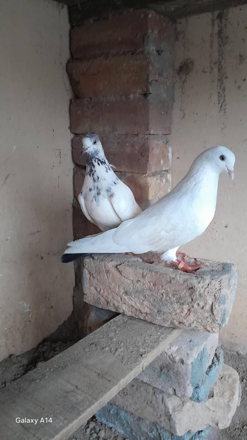 breeder pair 1