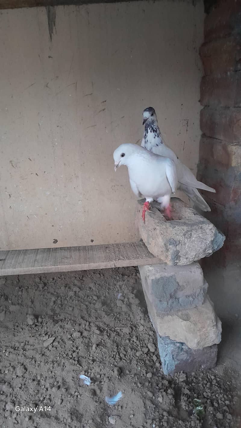 breeder pair 2