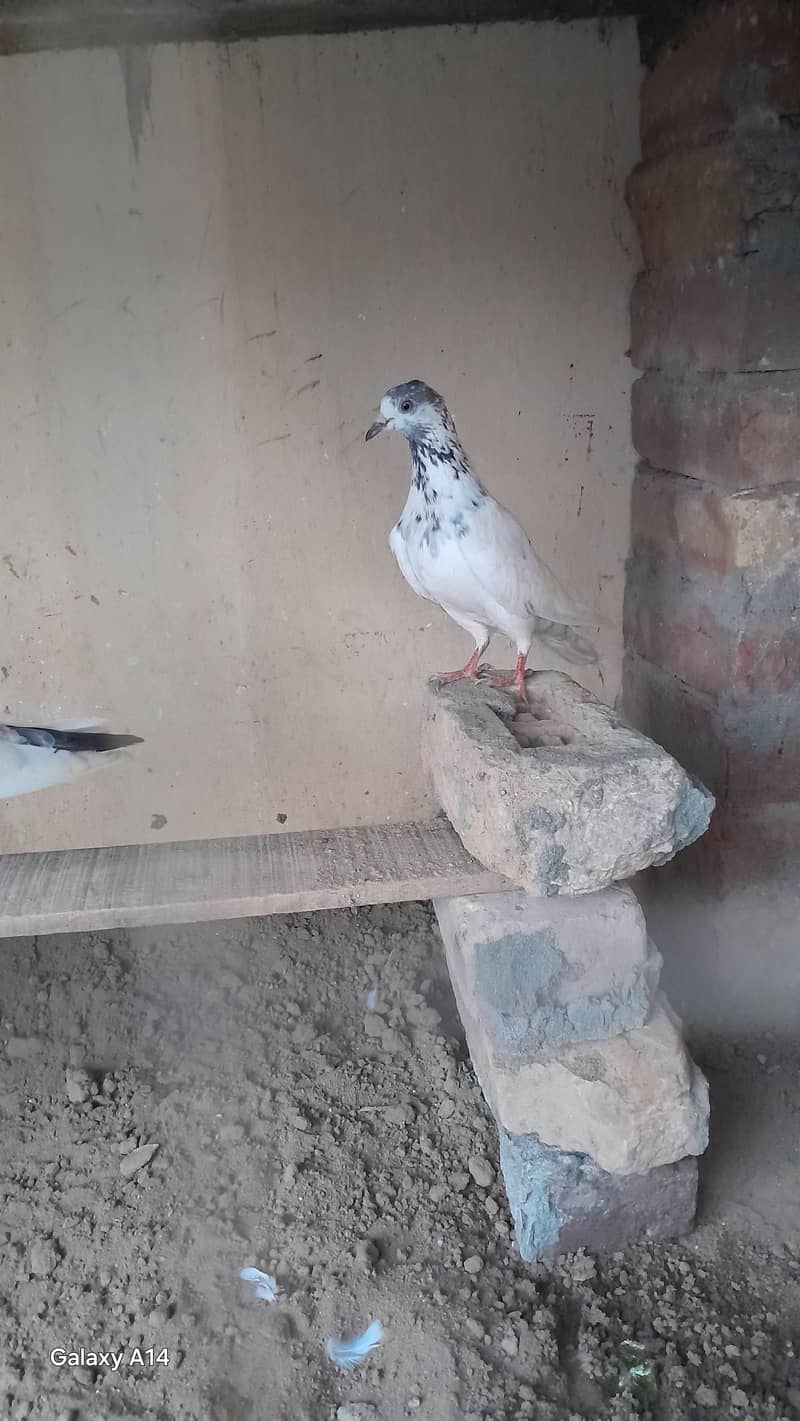 breeder pair 3