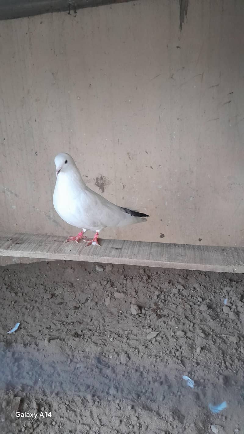 breeder pair 4