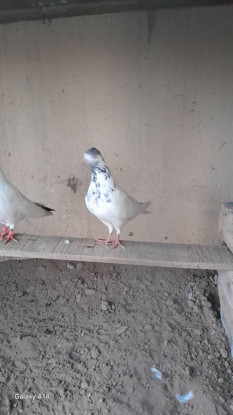 breeder pair 5