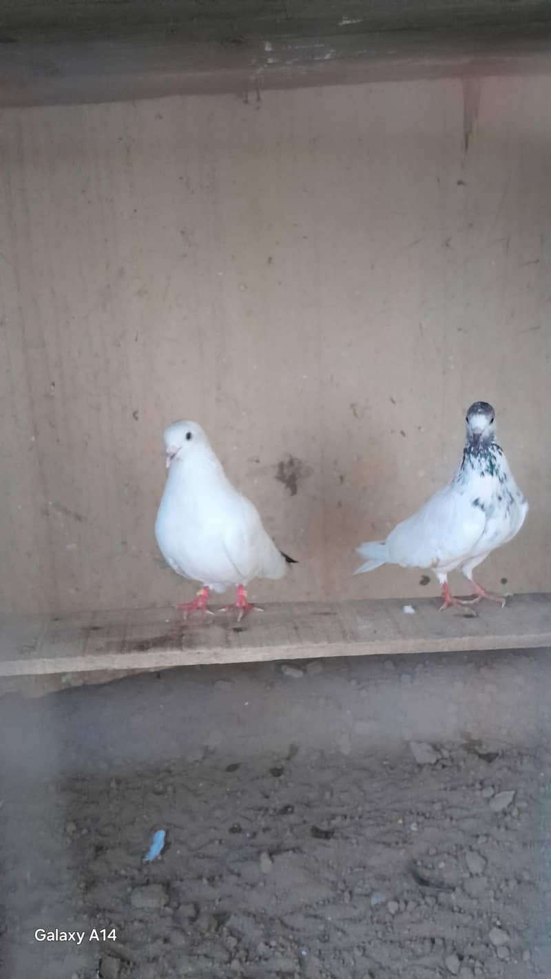 breeder pair 6