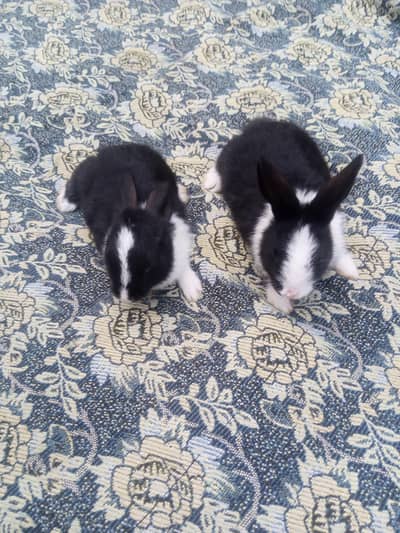 Pair of 1 Month OldBlack&White Rabbit For Sale