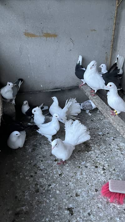 Fansi pigeons