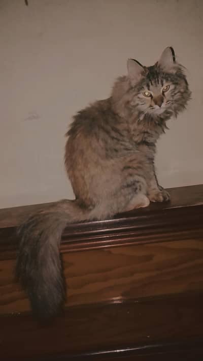 cat for sale