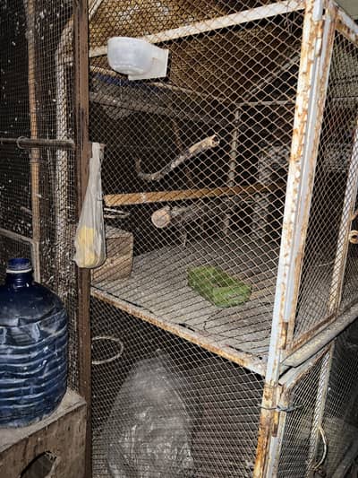 Hen cage