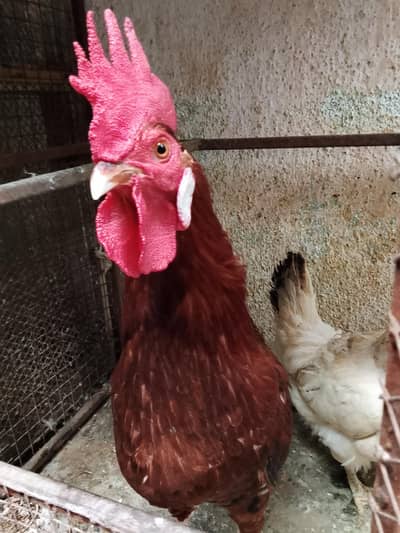 hens love