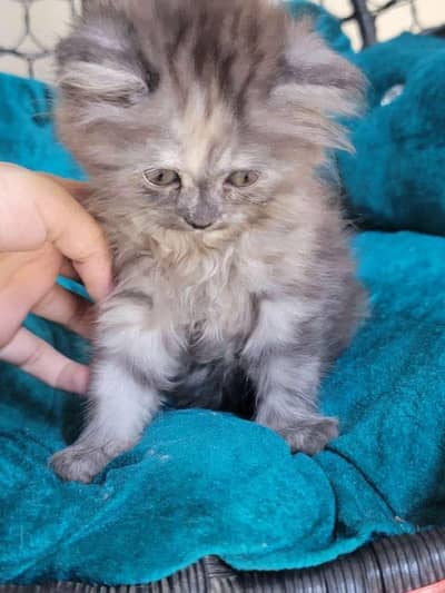 Long coat Persian kittens