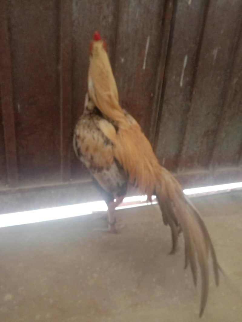 Aseel breader available 2