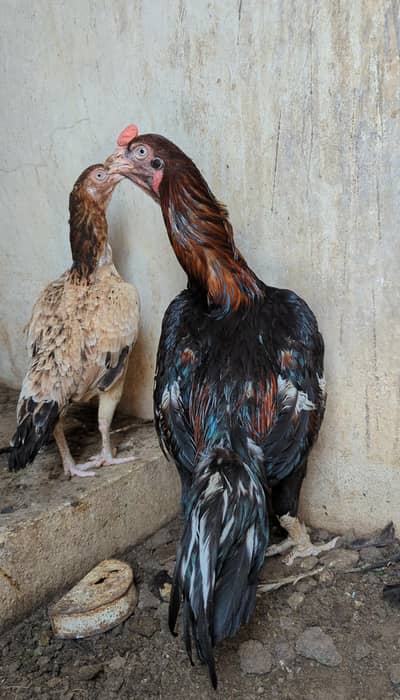 Pure Aseel Breed Murga aur Murgi for sale