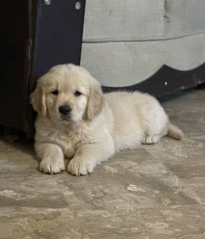 Golden Retriever Microchipped Pedigree Puppy