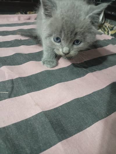 cat for sale