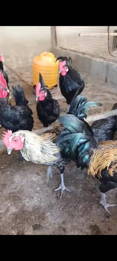 Australorp Hens and Roosters