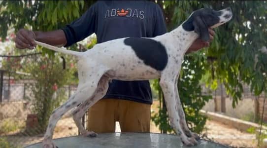 English Pointer males are available for sale