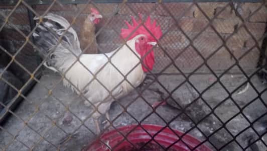 full breeder hen pair murga and murgi full pair