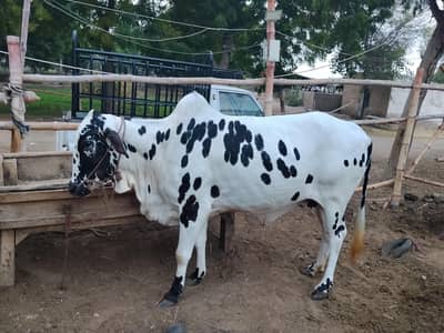 cholistani breed bachri for sale