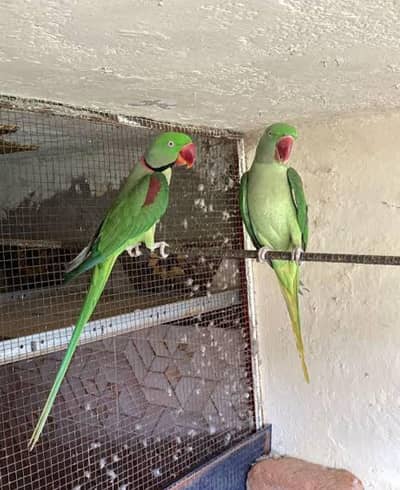 Kashmiri Raw Talking Parrots
