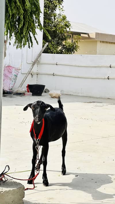 6 month female goat