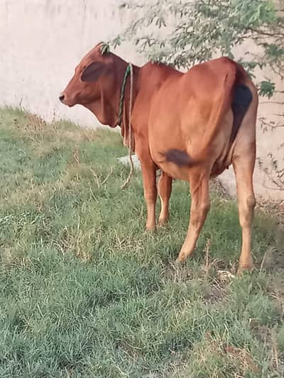 Kheeei Ha Abi Cow shiwalncow0/3/2/3/4/7/4/1/0/4/5