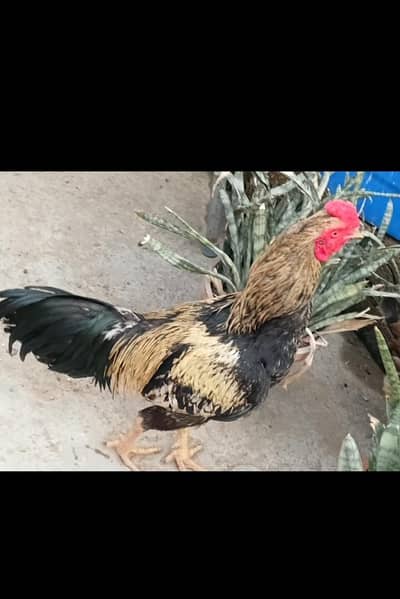 mianwali aseel murga and murgi and rabbit