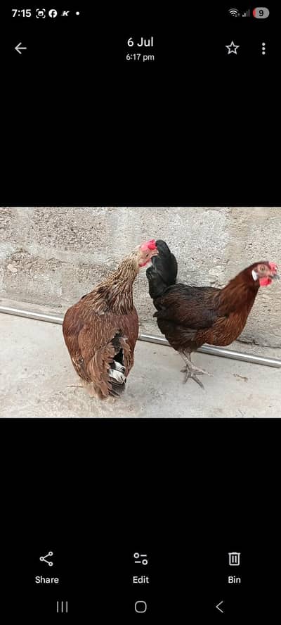 murgi and rabbit