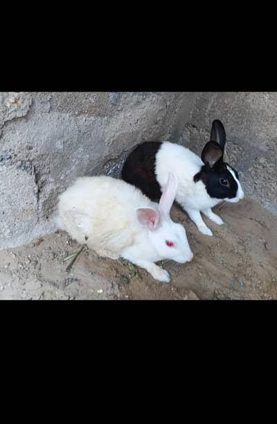 murgi and rabbit