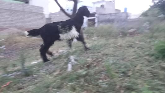 female goat age 6 to 7 month