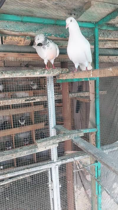 Vehshi white pair Availabl rawalpindi