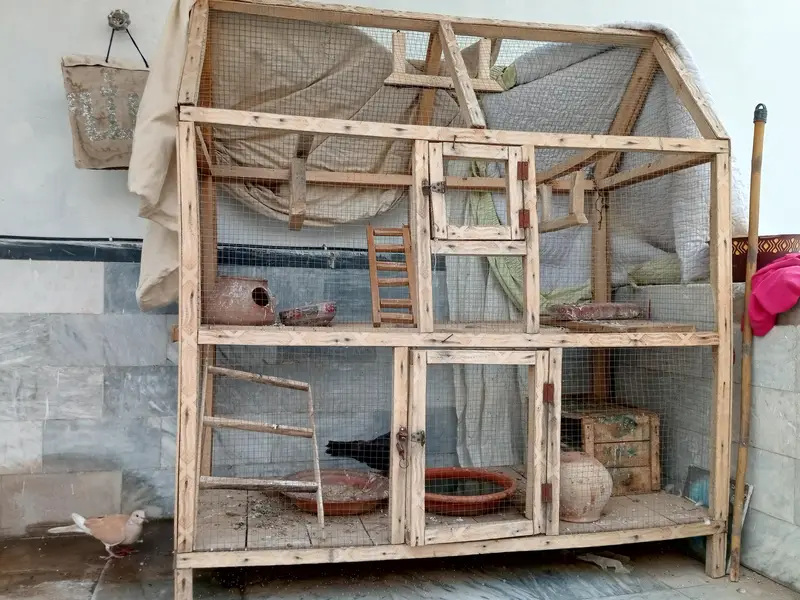 bird's cage