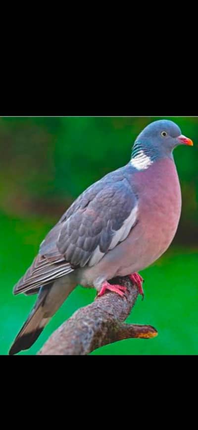 Wood Pigeon | Doves For Sale | Qumri | Fakhta | All kind of Doves