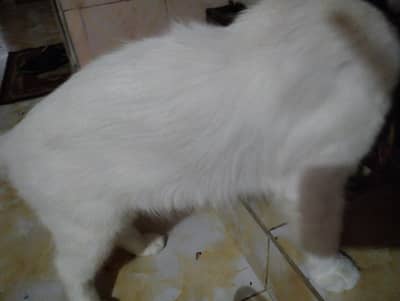 Persian cat for sale single cotted