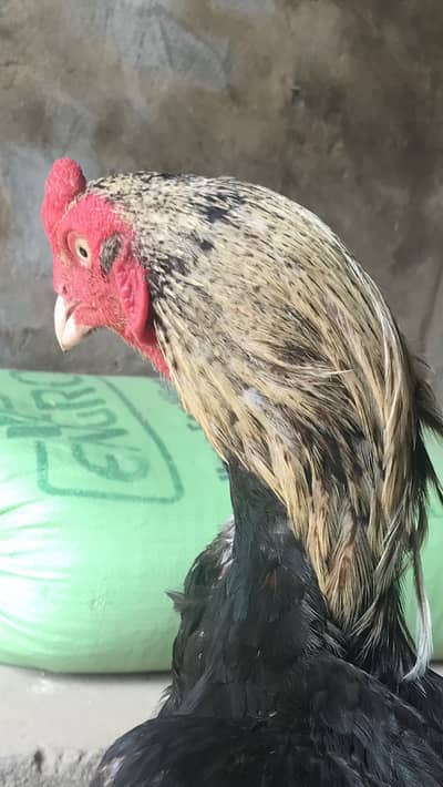 Aseel murga or aseel chick for sale