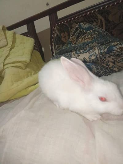 baby Rabbits for sale
