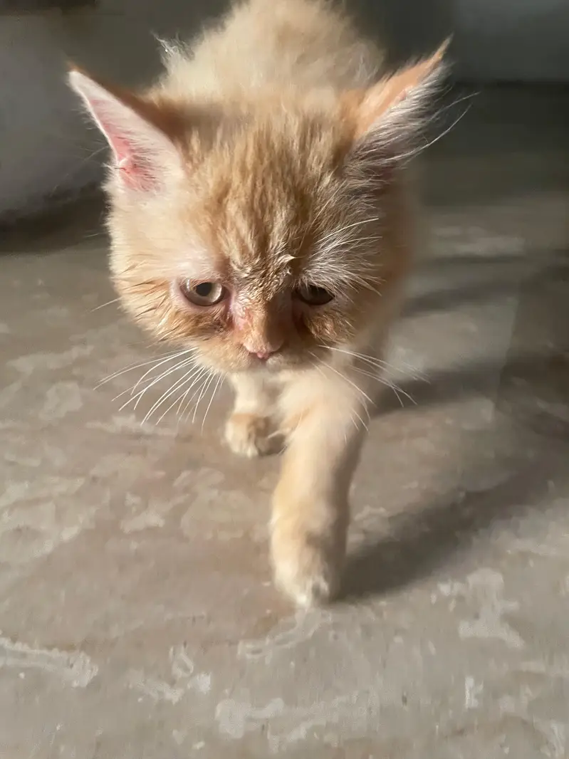 persian cat — photo 2
