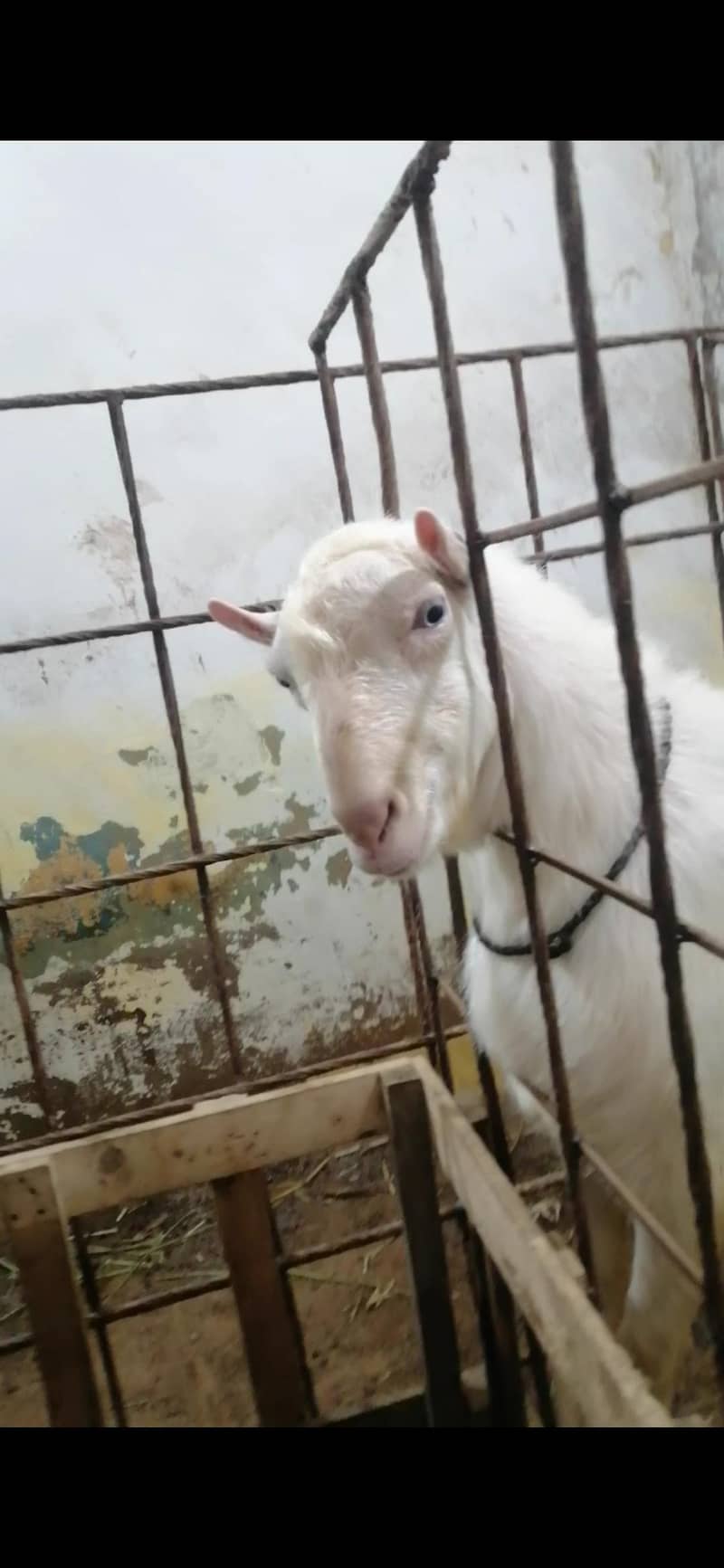 teddy bakra 0