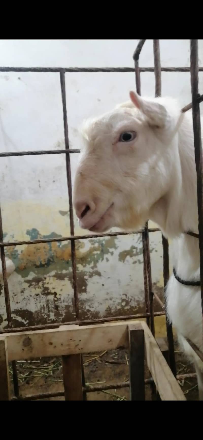 teddy bakra 2