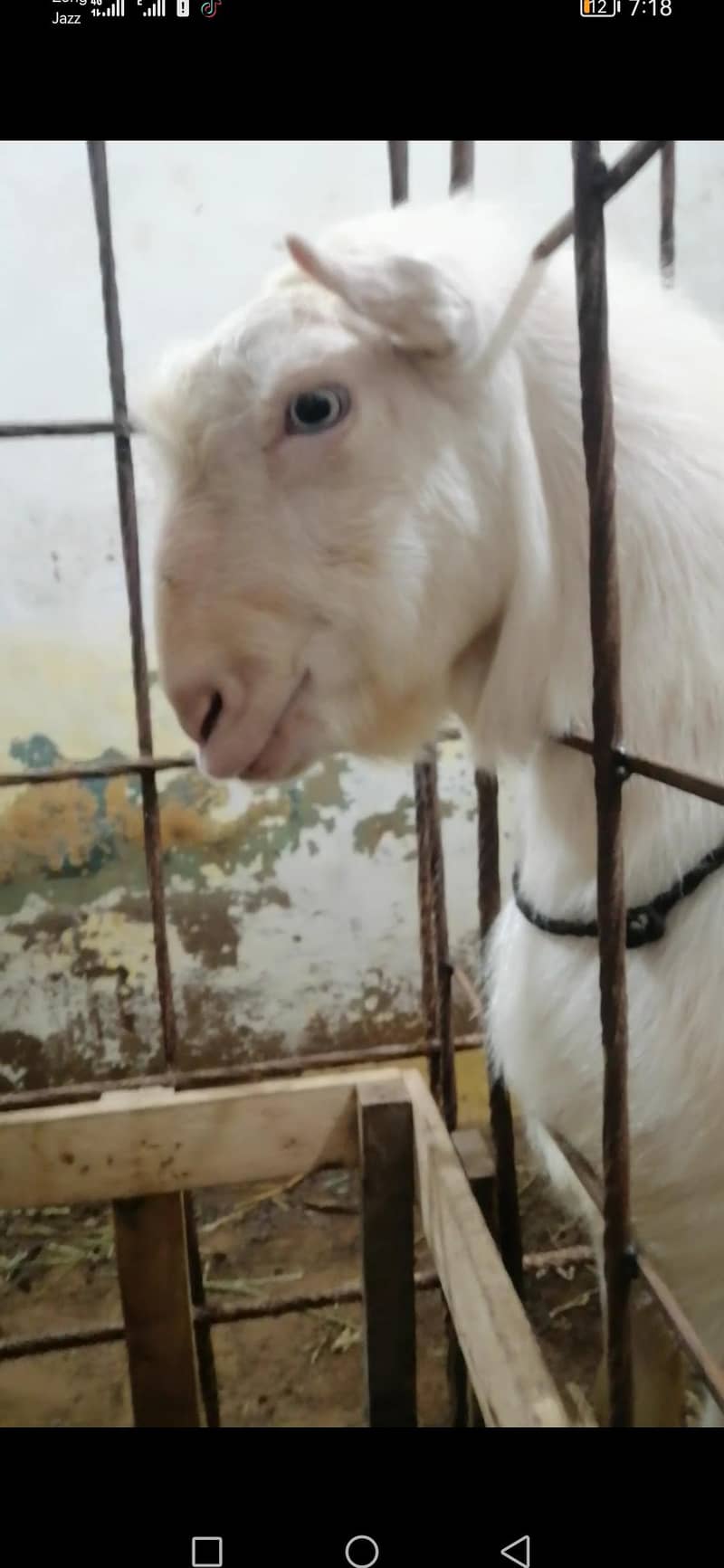 teddy bakra 4