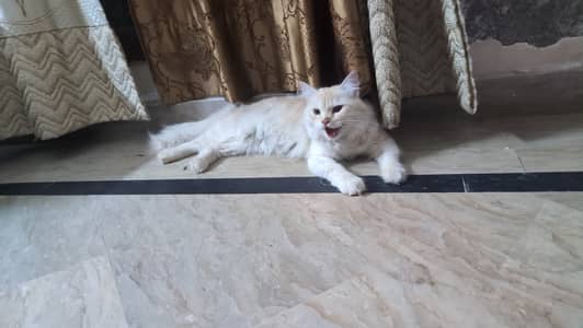 For Sale: Healthy Male Persian Cat