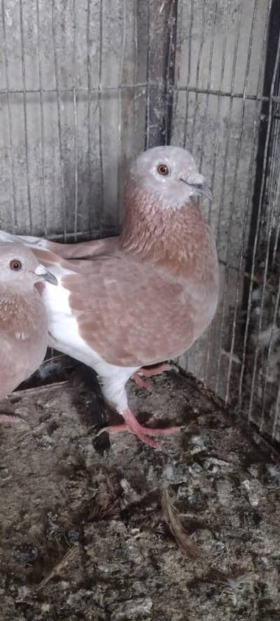gandedar pair