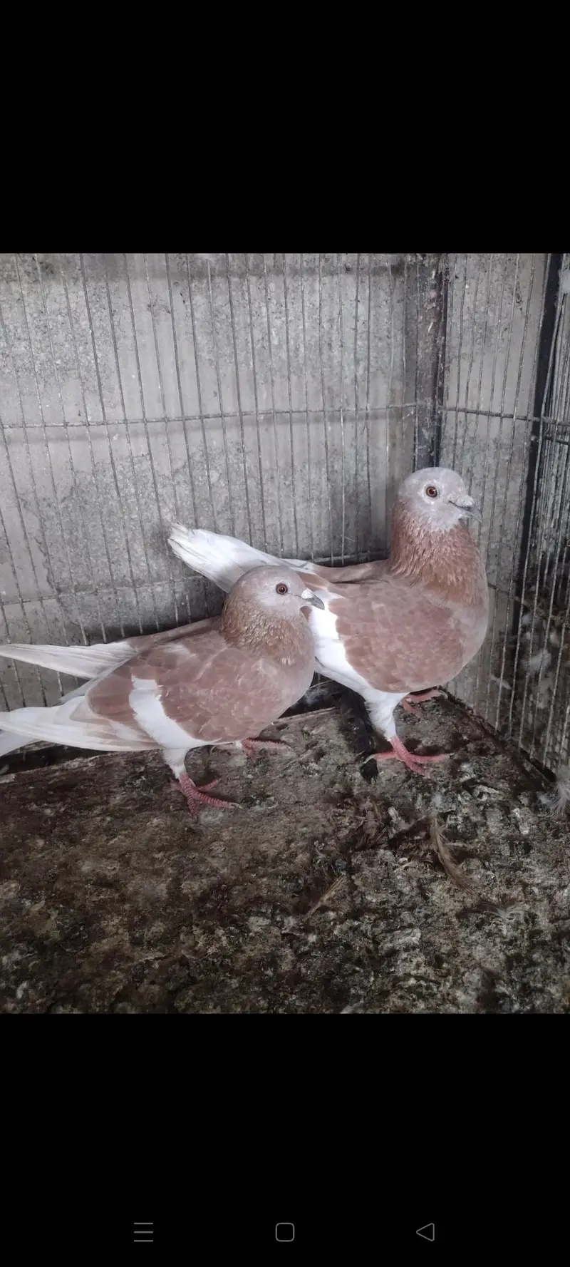 gandedar pair — photo 3