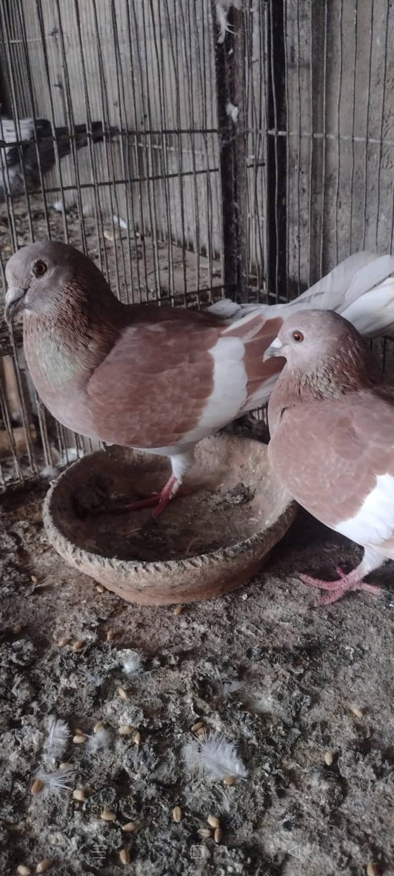gandedar pair 3