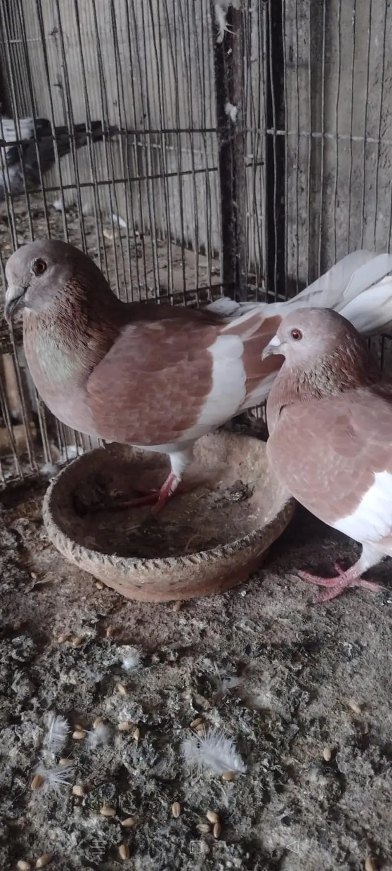 gandedar pair — photo 4